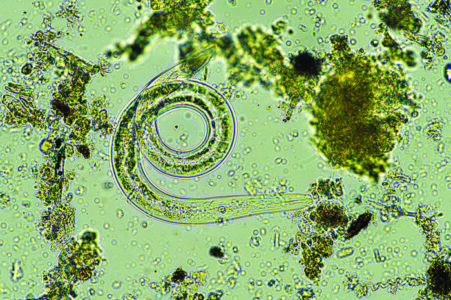 microorganisms and soil biology, with nematodes and fungi under